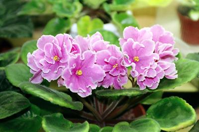 Saintpaulia ionantha